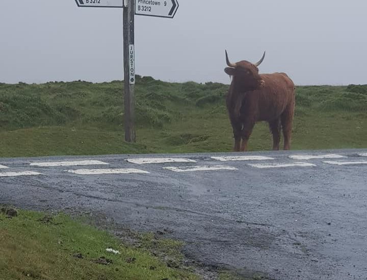 dartmoor cow