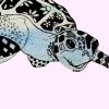 beautiful wildlfe art turtle